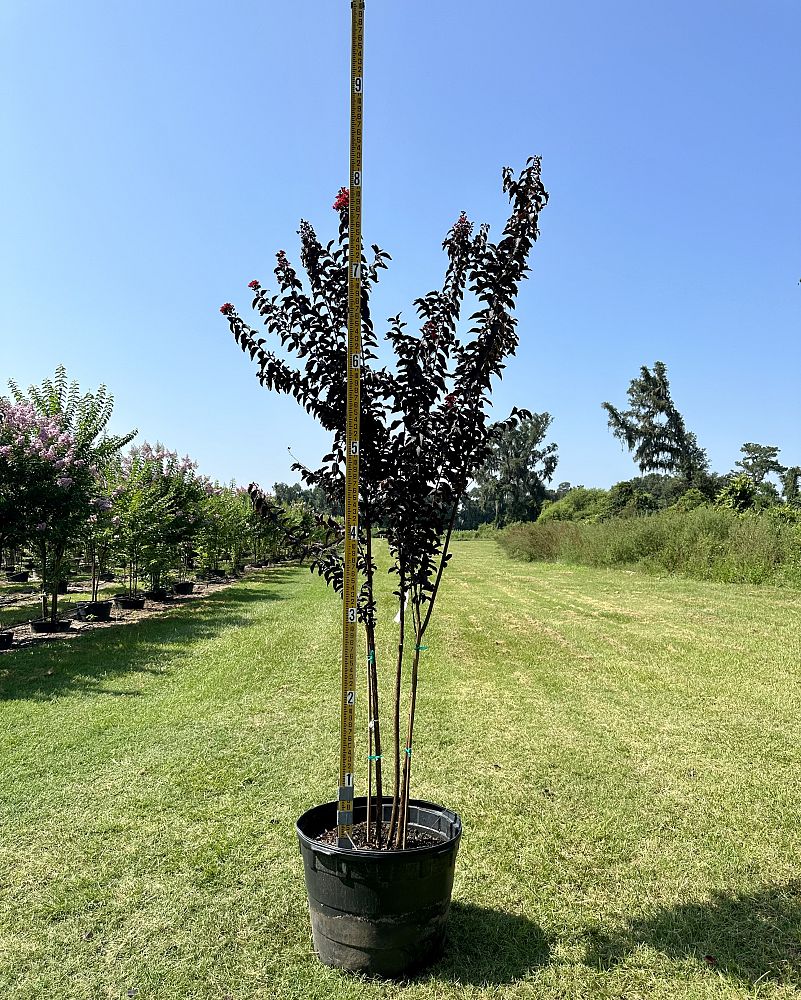 lagerstroemia-jm7-crapemyrtle-thunderstruck-ruby