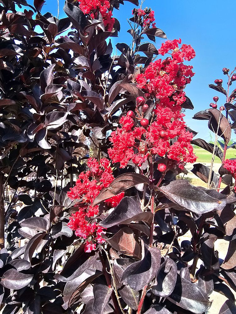 lagerstroemia-jm7-crapemyrtle-thunderstruck-ruby