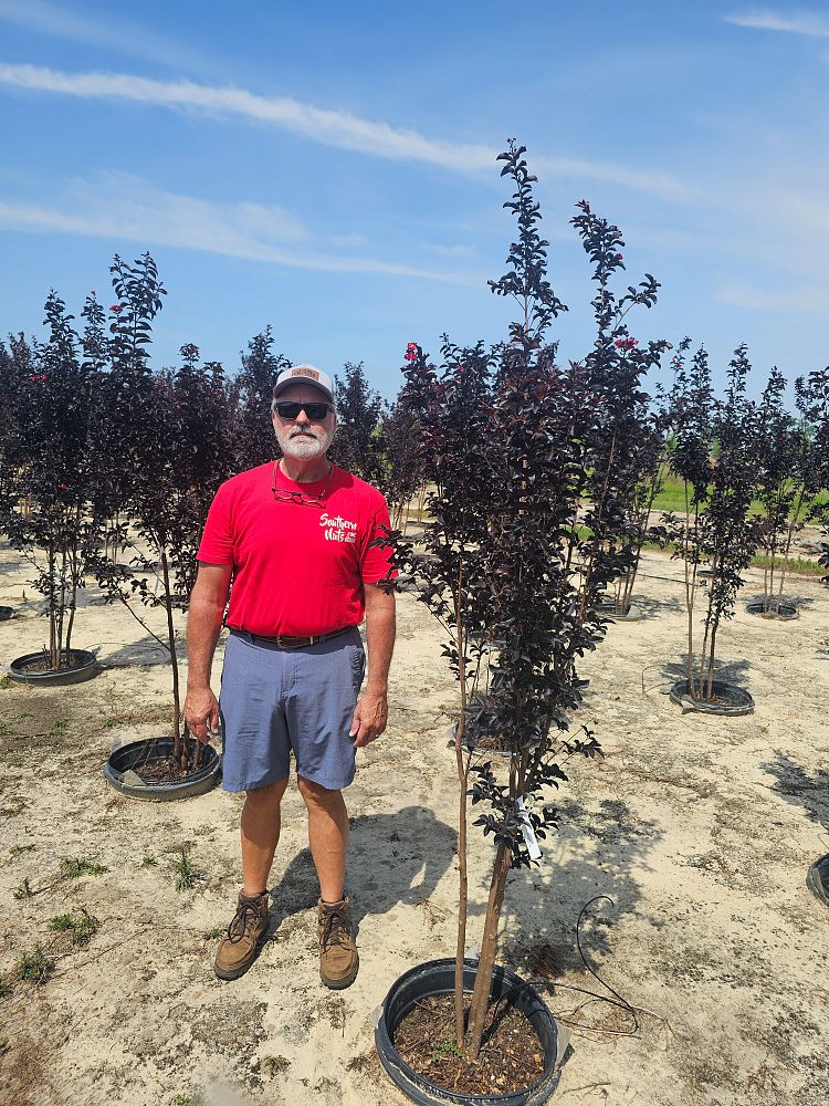 lagerstroemia-jm7-crapemyrtle-thunderstruck-ruby