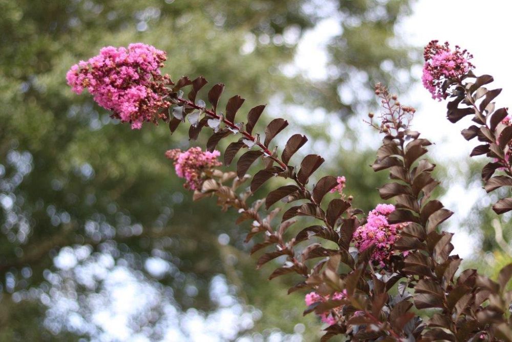lagerstroemia-jm8-crapemyrtle-thunderstruck-lavender-skies