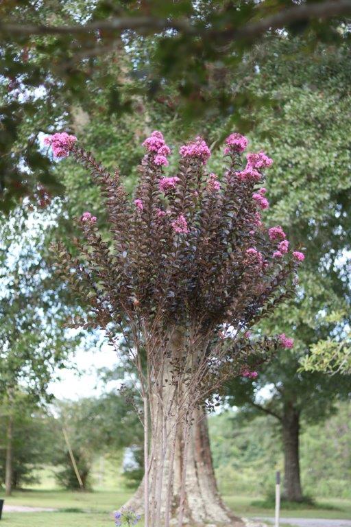 lagerstroemia-jm8-crapemyrtle-thunderstruck-lavender-skies