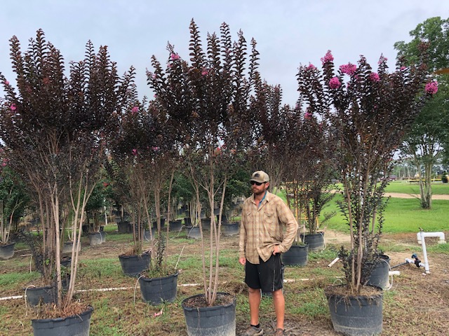 lagerstroemia-jm8-crapemyrtle-thunderstruck-lavender-skies