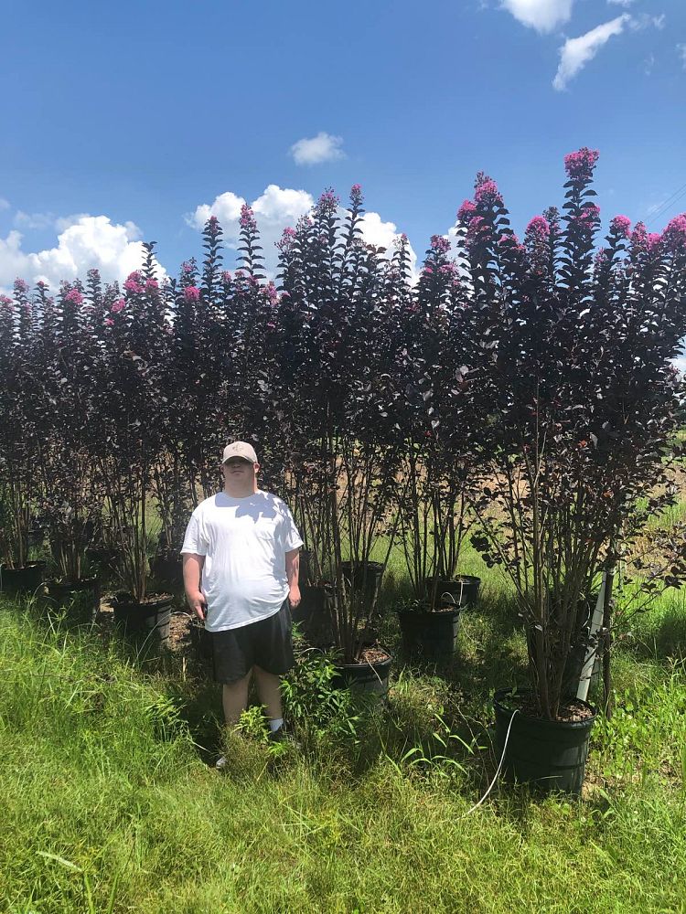 lagerstroemia-jm8-crapemyrtle-thunderstruck-lavender-skies