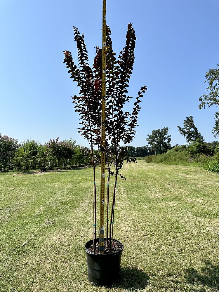 lagerstroemia-jm8-crapemyrtle-thunderstruck-lavender-skies