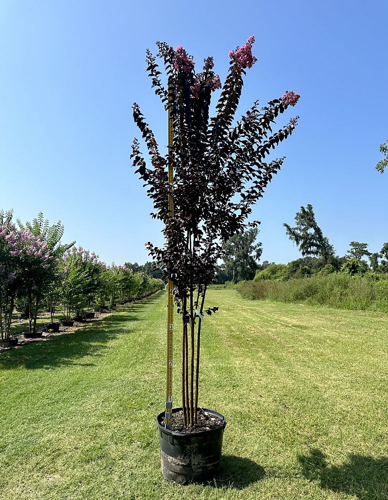 lagerstroemia-jm8-crapemyrtle-thunderstruck-lavender-skies