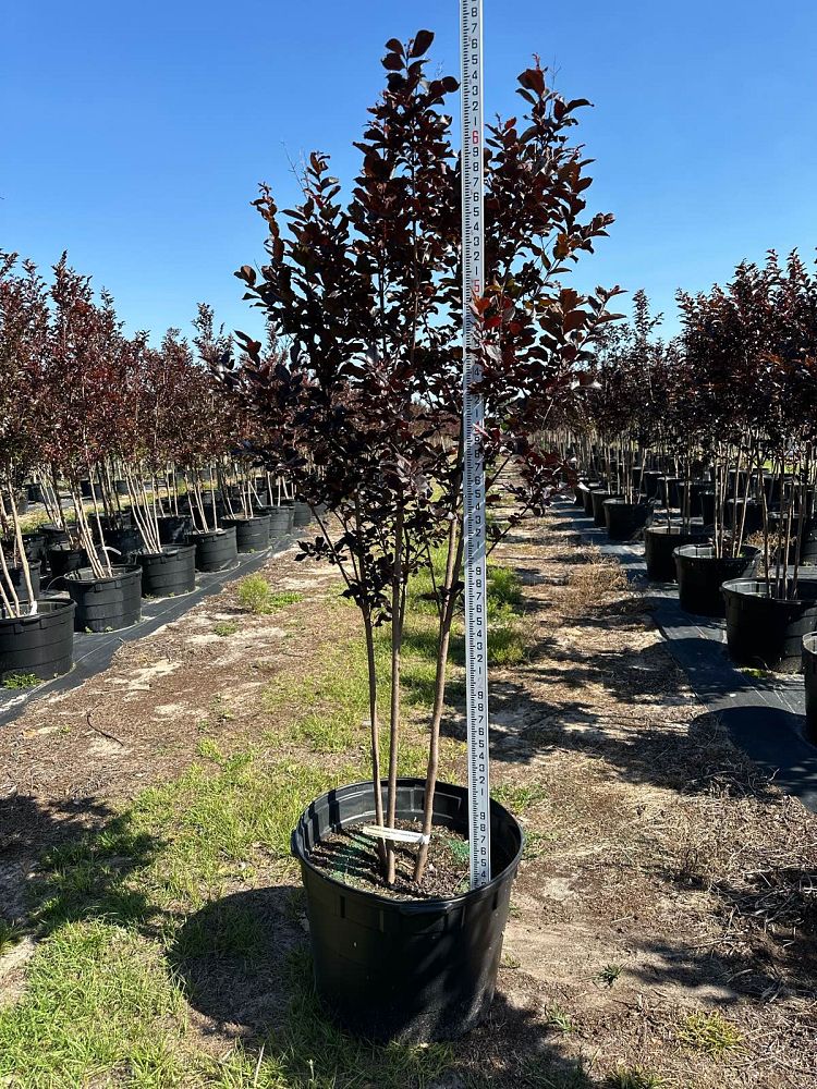 lagerstroemia-jm8-crapemyrtle-thunderstruck-lavender-skies