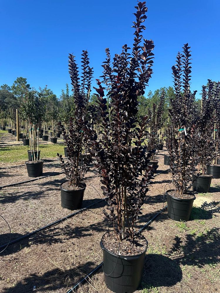 lagerstroemia-jm8-crapemyrtle-thunderstruck-lavender-skies