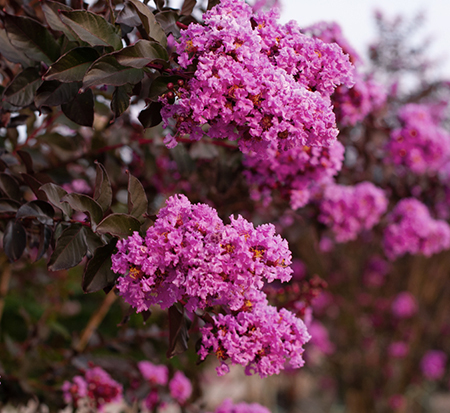 lagerstroemia-jm8-crapemyrtle-thunderstruck-lavender-skies
