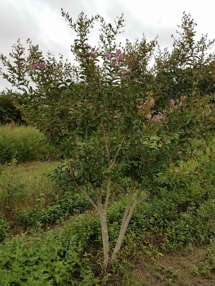 lagerstroemia-lipan-crape-myrtle