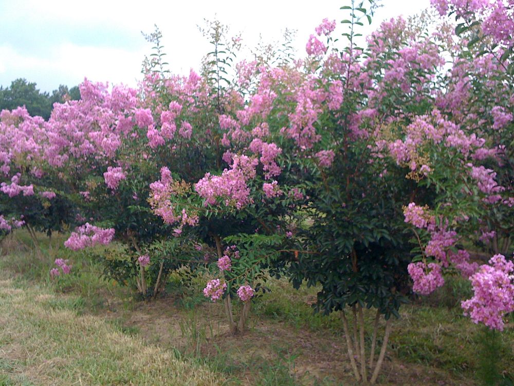 lagerstroemia-lipan-crape-myrtle