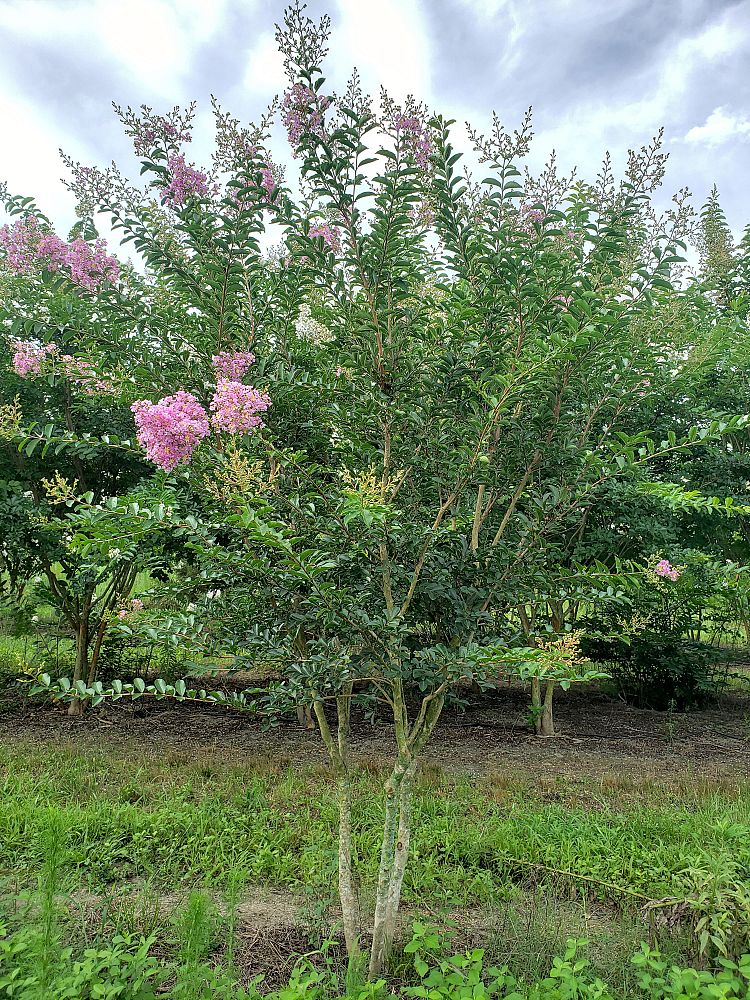 lagerstroemia-lipan-crape-myrtle
