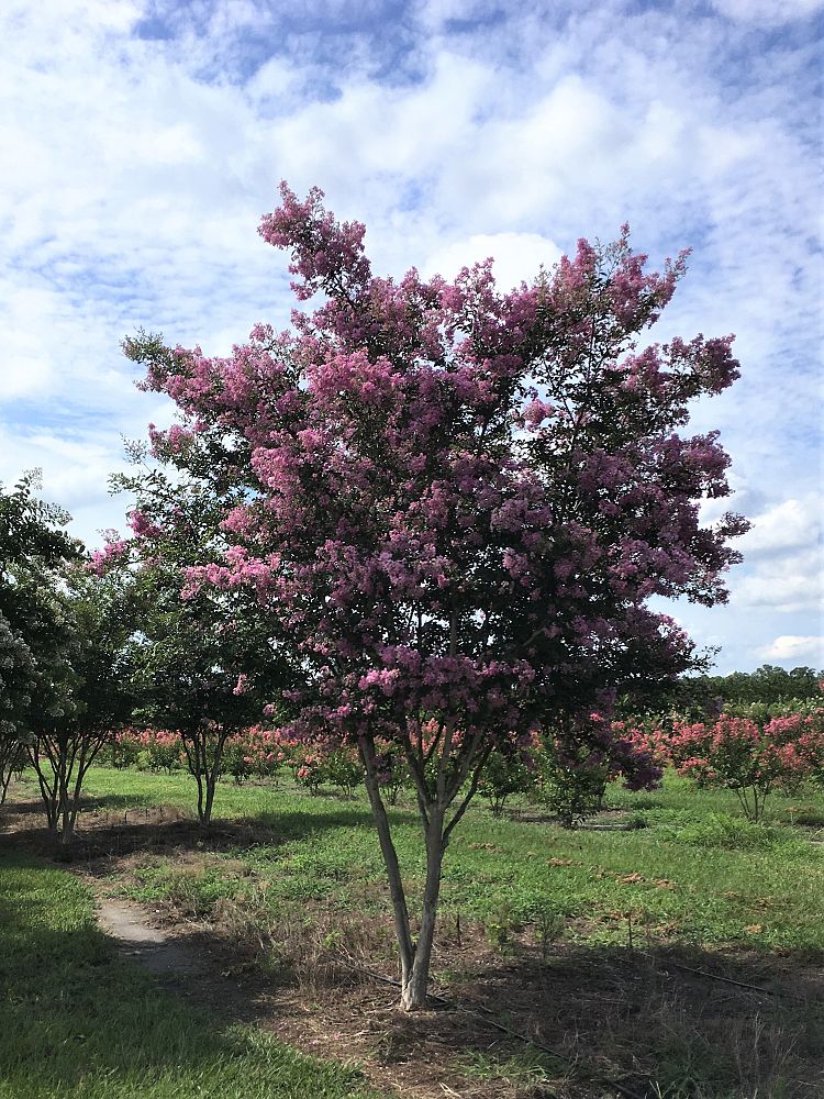 lagerstroemia-lipan-crape-myrtle