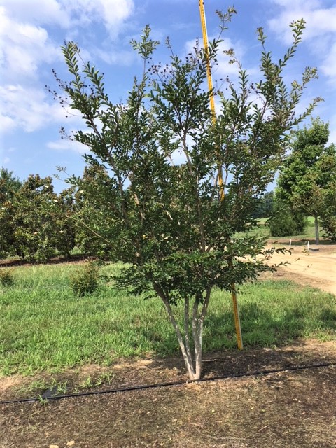lagerstroemia-lipan-crape-myrtle