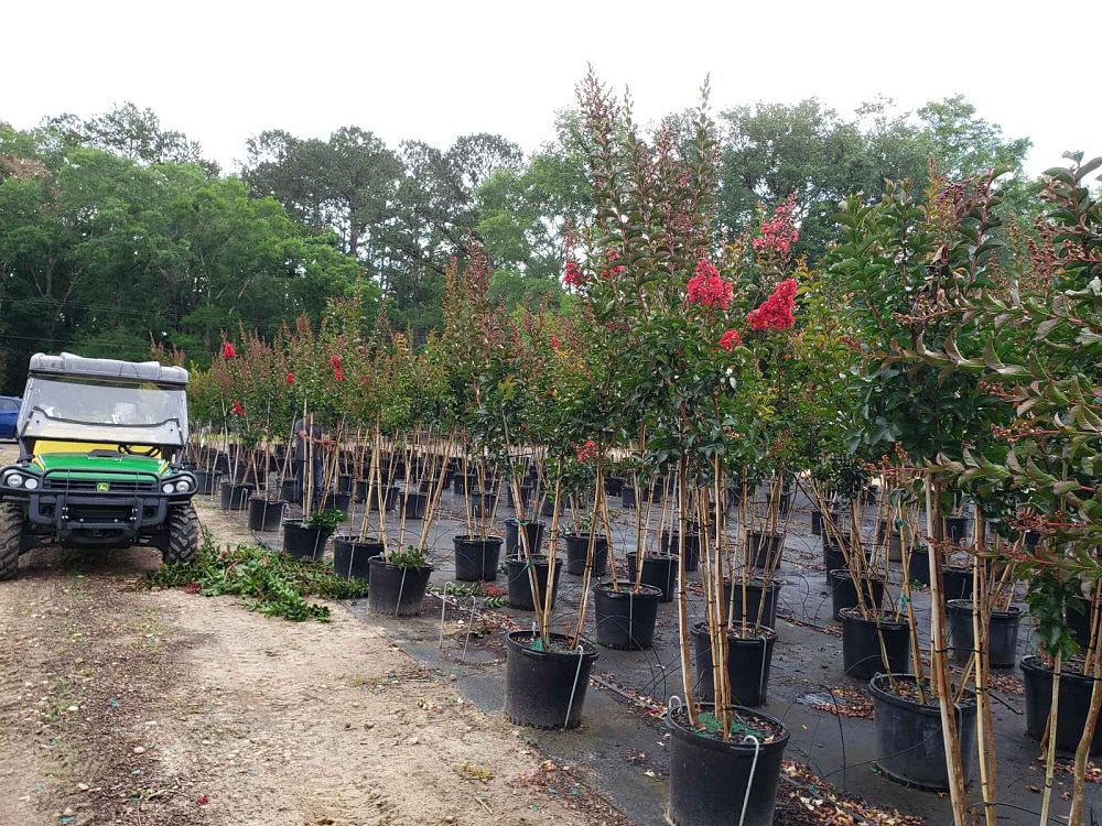 lagerstroemia-miss-frances-crape-myrtle-miss-frances-crapemyrtle