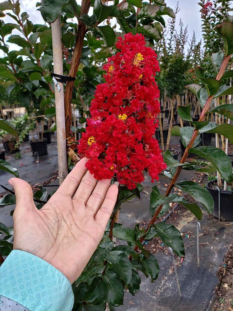 lagerstroemia-miss-frances-crape-myrtle-miss-frances-crapemyrtle