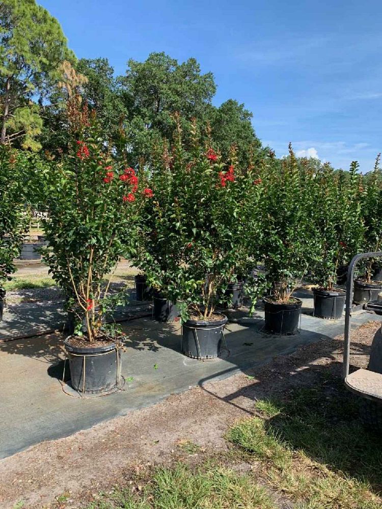 lagerstroemia-miss-frances-crape-myrtle-miss-frances-crapemyrtle