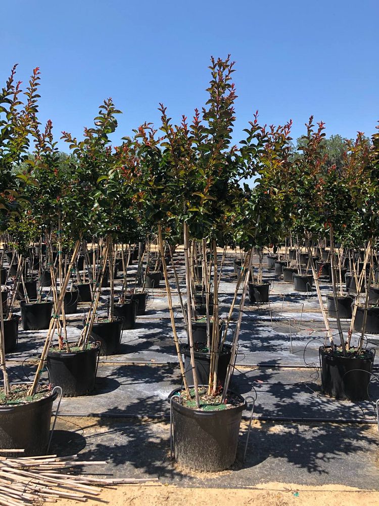 lagerstroemia-miss-frances-crape-myrtle-miss-frances-crapemyrtle