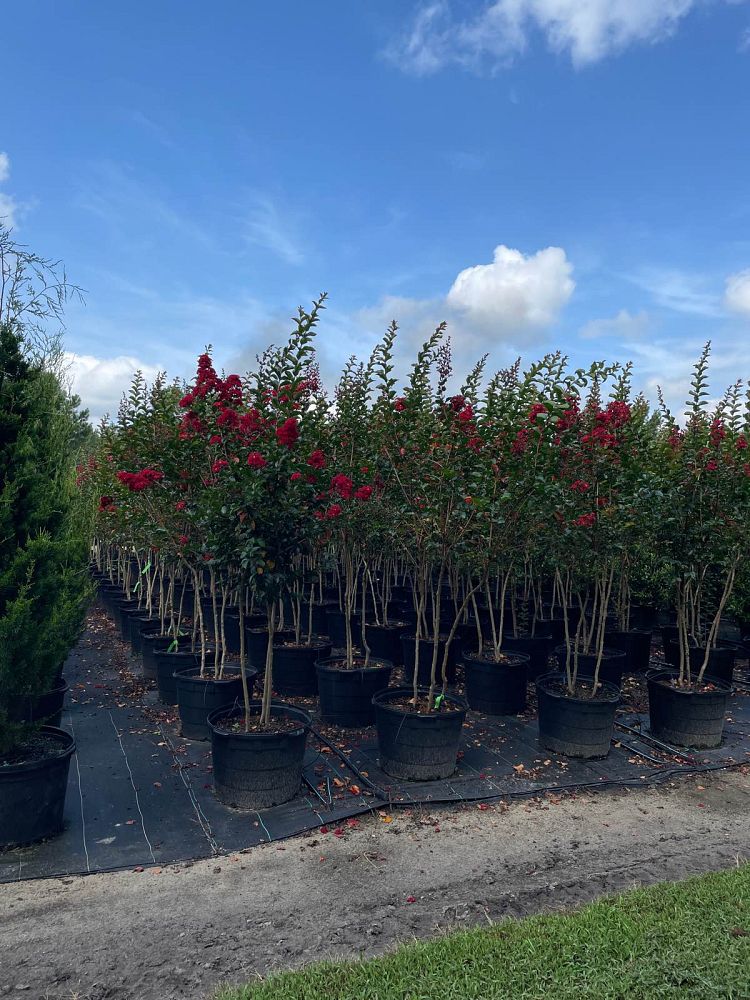 lagerstroemia-miss-frances-crape-myrtle-miss-frances-crapemyrtle