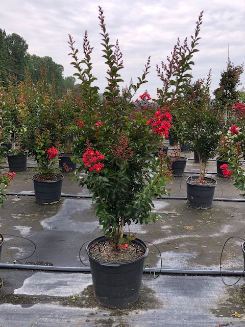lagerstroemia-miss-frances-crape-myrtle-miss-frances-crapemyrtle