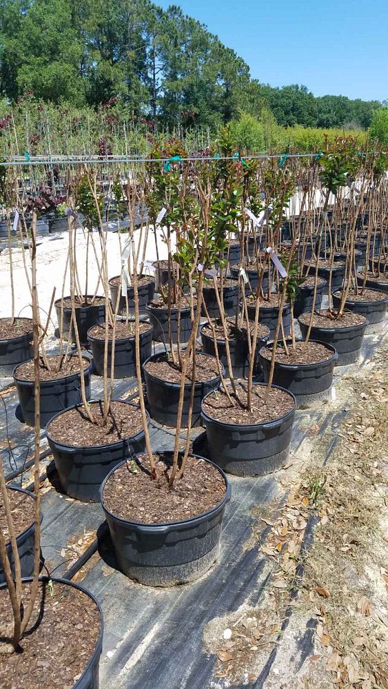 lagerstroemia-miss-frances-crape-myrtle-miss-frances-crapemyrtle