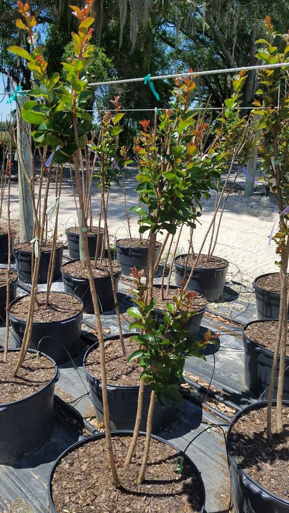 lagerstroemia-miss-frances-crape-myrtle-miss-frances-crapemyrtle