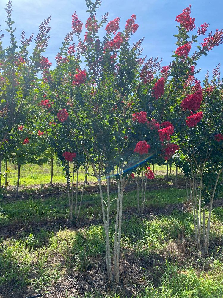 lagerstroemia-miss-frances-crape-myrtle-miss-frances-crapemyrtle