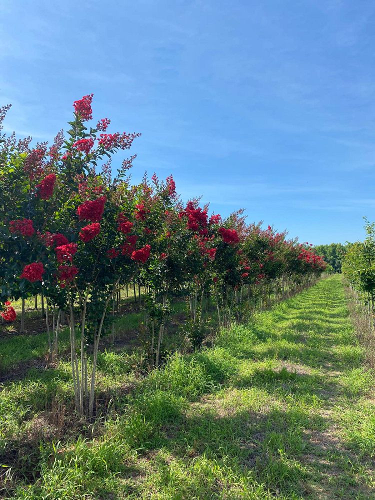 lagerstroemia-miss-frances-crape-myrtle-miss-frances-crapemyrtle
