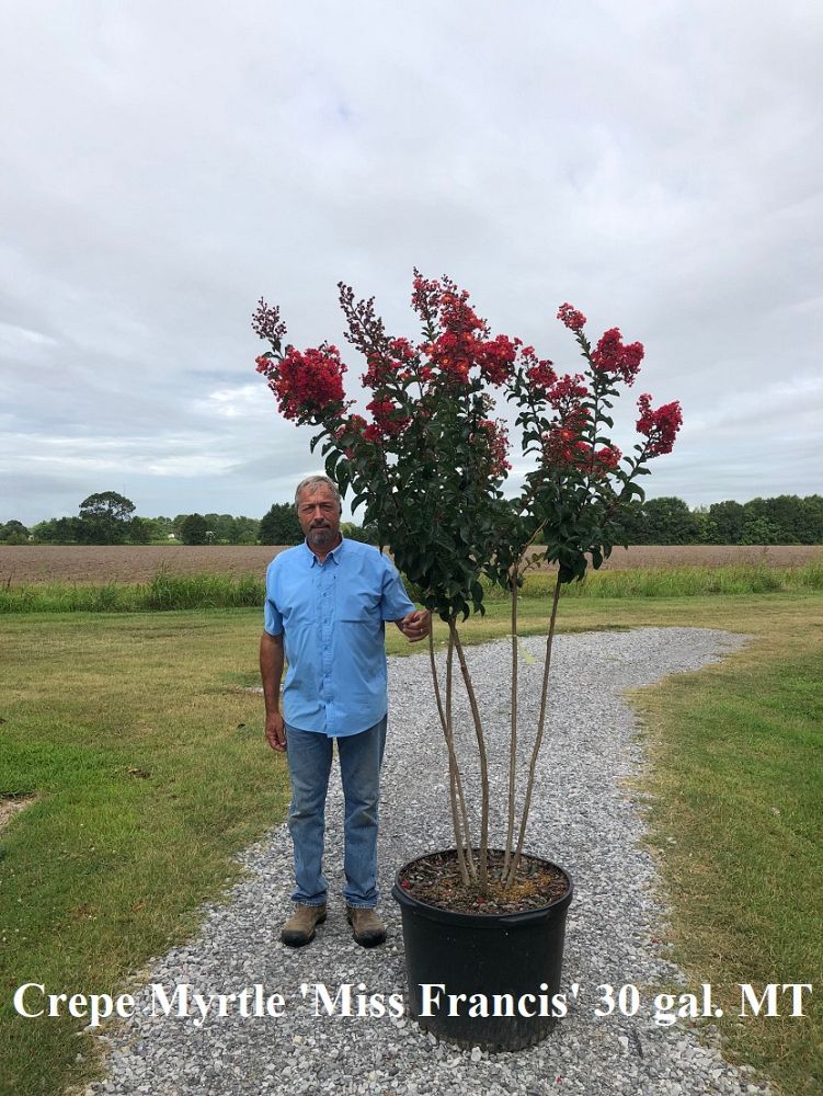 lagerstroemia-miss-frances-crape-myrtle-miss-frances-crapemyrtle