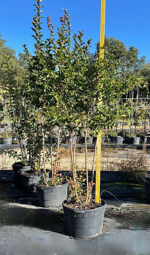 lagerstroemia-miss-frances-crape-myrtle-miss-frances-crapemyrtle