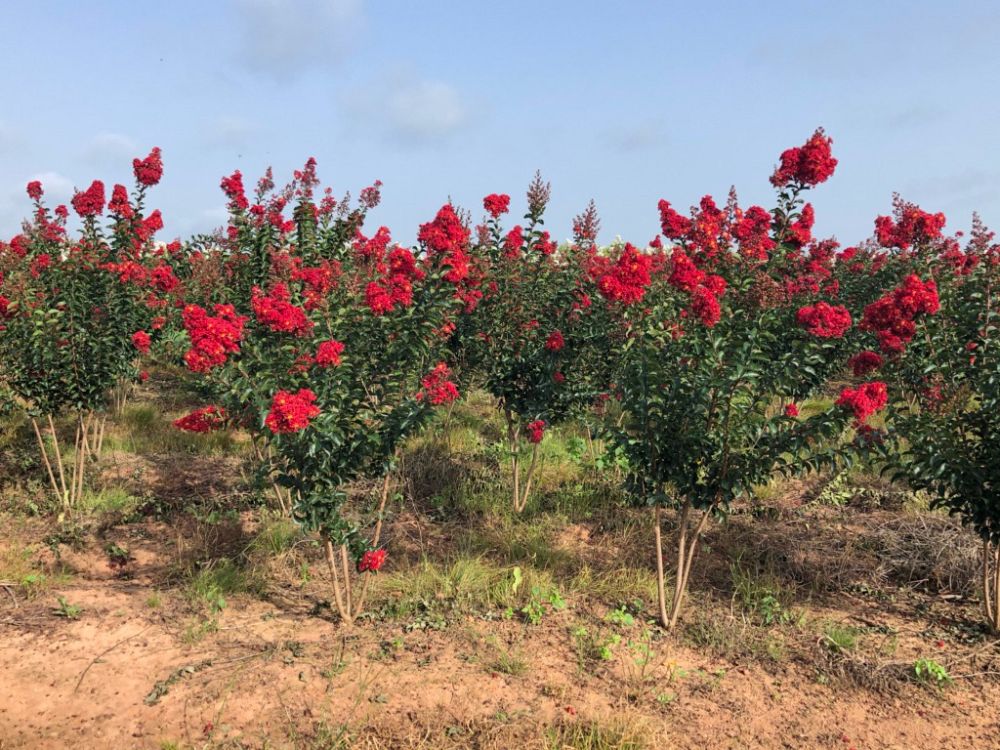 lagerstroemia-miss-frances-crape-myrtle-miss-frances-crapemyrtle