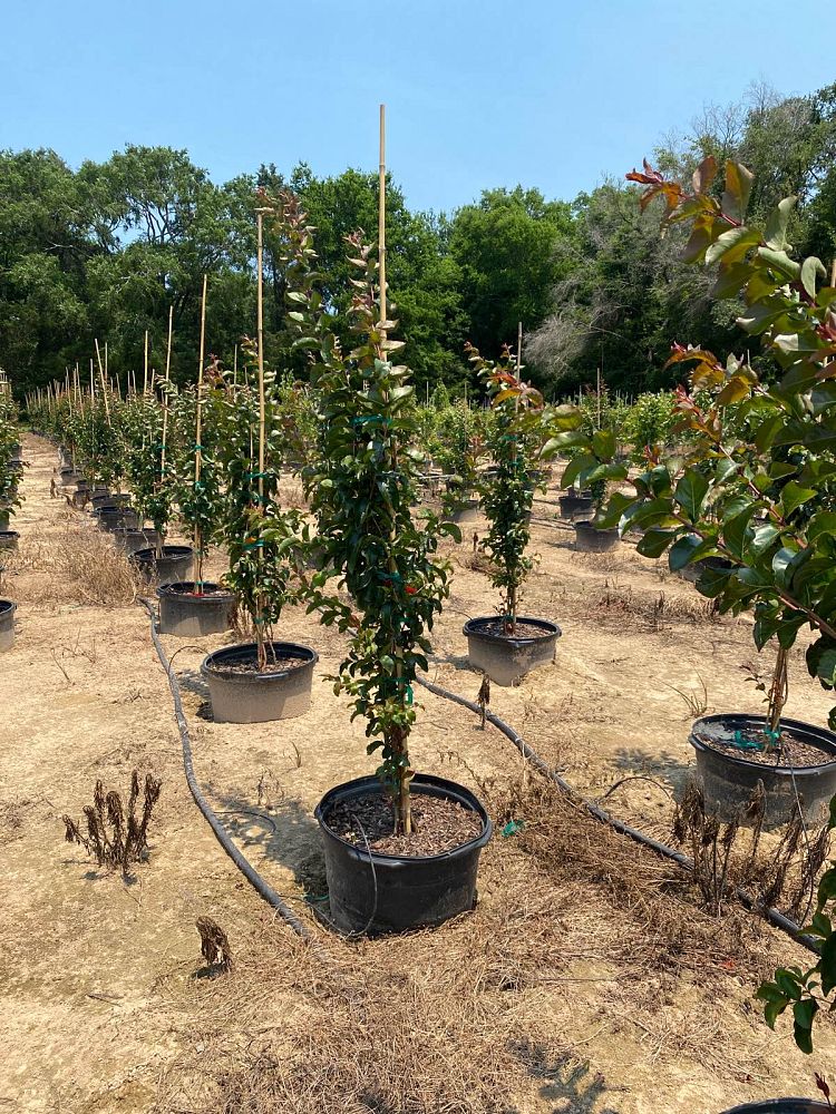 lagerstroemia-miss-frances-crape-myrtle-miss-frances-crapemyrtle