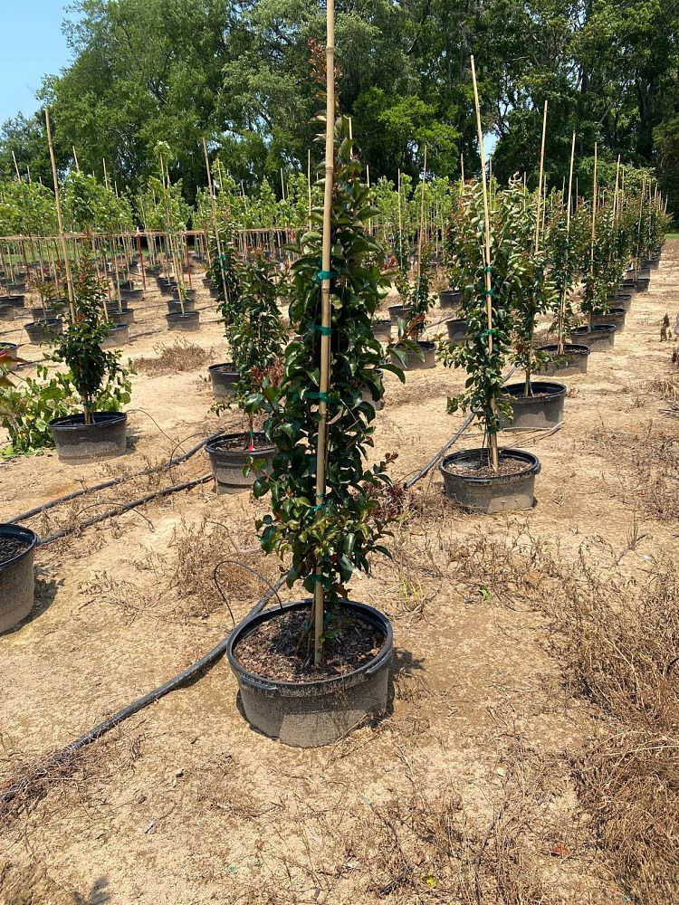 lagerstroemia-miss-frances-crape-myrtle-miss-frances-crapemyrtle