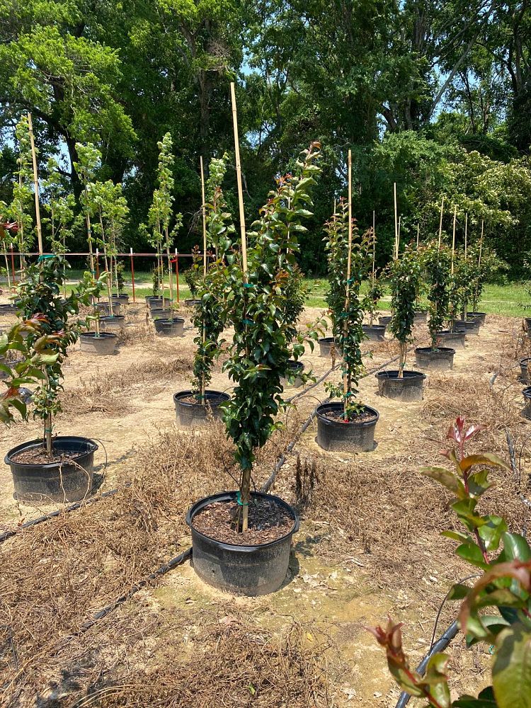 lagerstroemia-miss-frances-crape-myrtle-miss-frances-crapemyrtle