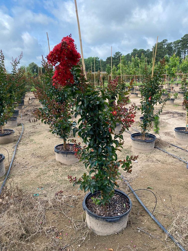 lagerstroemia-miss-frances-crape-myrtle-miss-frances-crapemyrtle