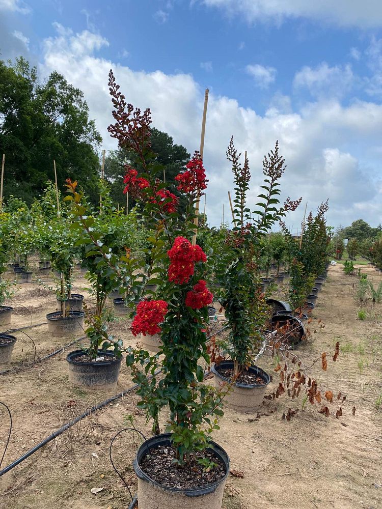 lagerstroemia-miss-frances-crape-myrtle-miss-frances-crapemyrtle