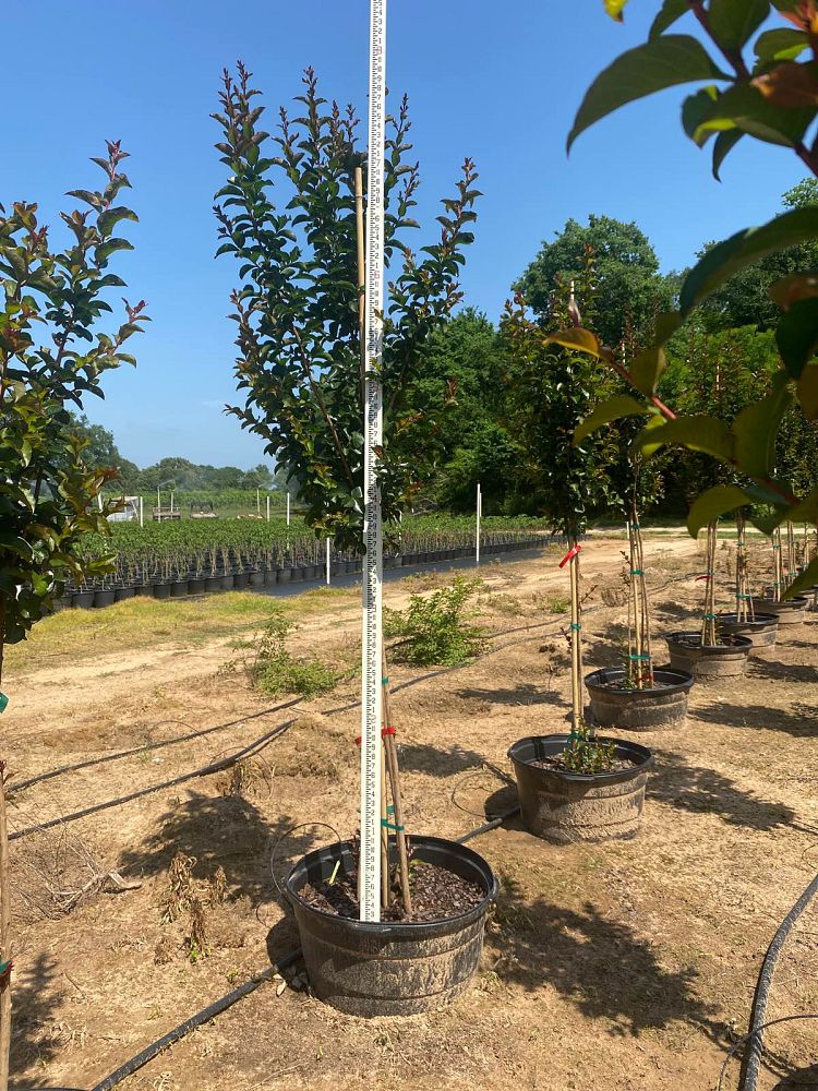 lagerstroemia-miss-frances-crape-myrtle-miss-frances-crapemyrtle