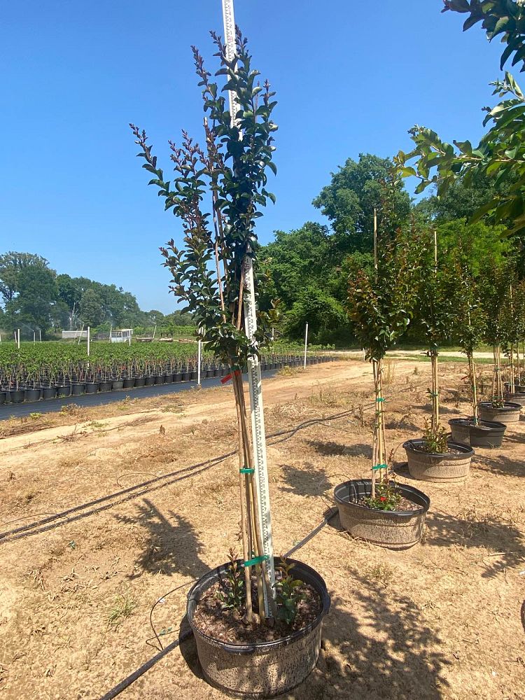 lagerstroemia-miss-frances-crape-myrtle-miss-frances-crapemyrtle