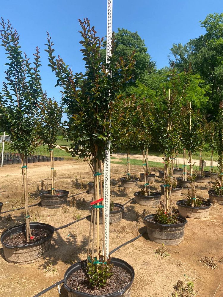 lagerstroemia-miss-frances-crape-myrtle-miss-frances-crapemyrtle