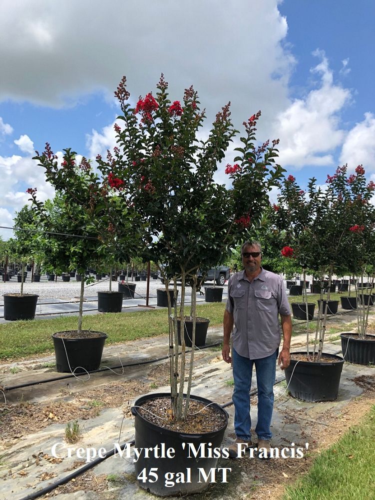 lagerstroemia-miss-frances-crape-myrtle-miss-frances-crapemyrtle