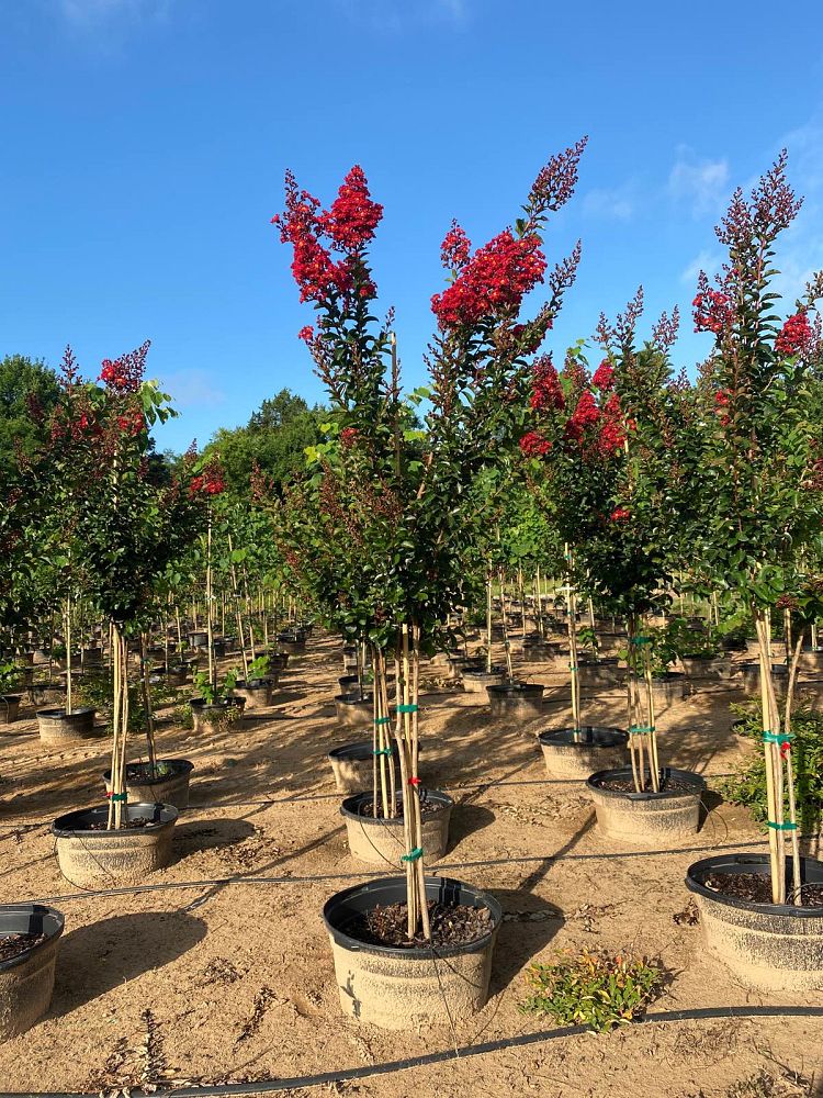 lagerstroemia-miss-frances-crape-myrtle-miss-frances-crapemyrtle