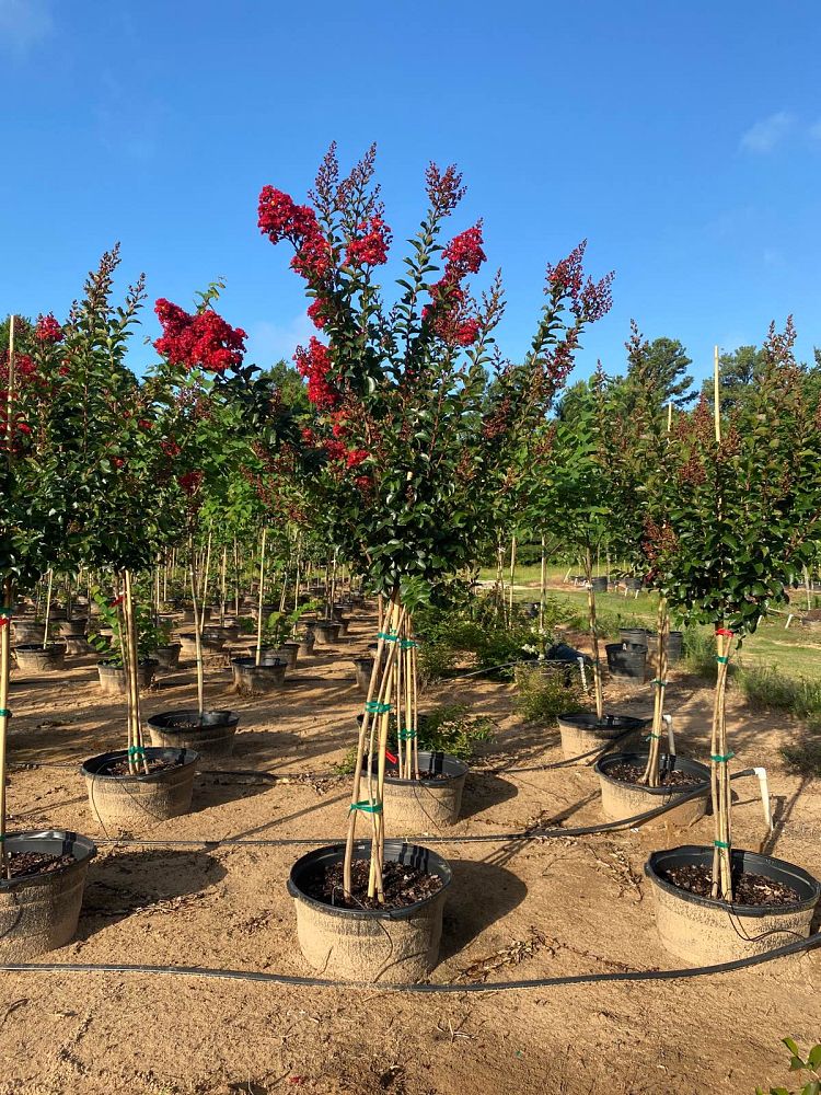 lagerstroemia-miss-frances-crape-myrtle-miss-frances-crapemyrtle