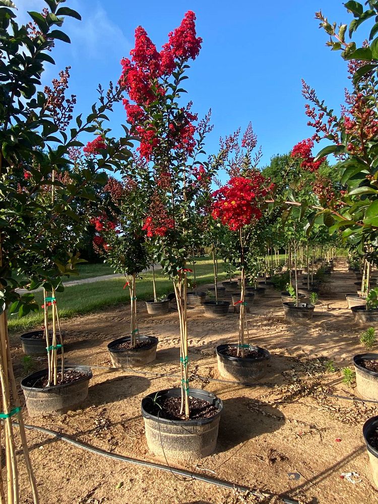 lagerstroemia-miss-frances-crape-myrtle-miss-frances-crapemyrtle