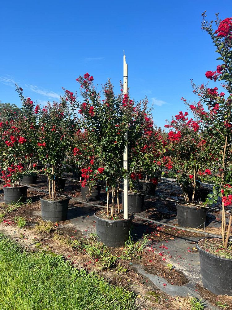 lagerstroemia-miss-frances-crape-myrtle-miss-frances-crapemyrtle