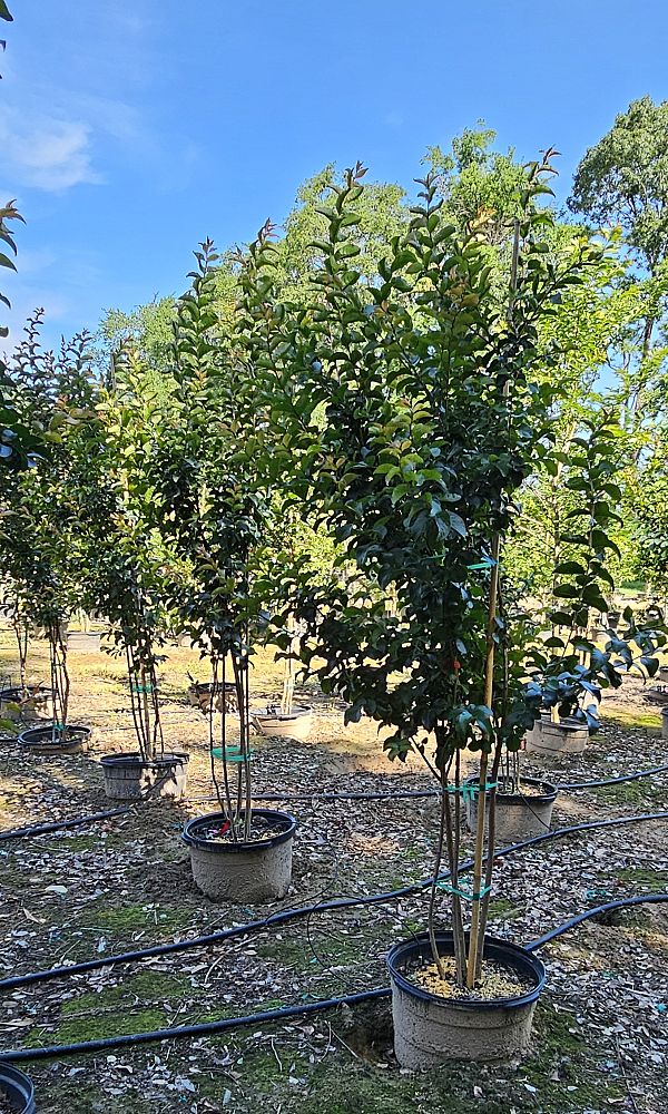 lagerstroemia-miss-frances-crape-myrtle-miss-frances-crapemyrtle