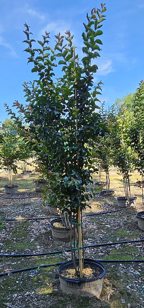 lagerstroemia-miss-frances-crape-myrtle-miss-frances-crapemyrtle