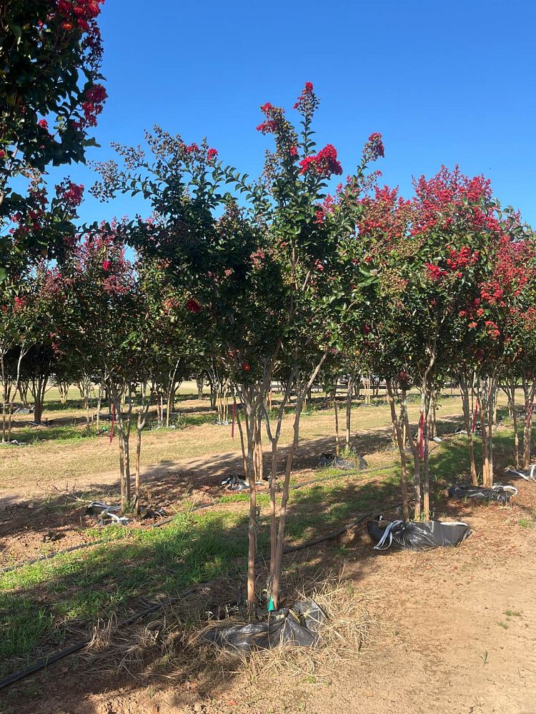 lagerstroemia-miss-frances-crape-myrtle-miss-frances-crapemyrtle