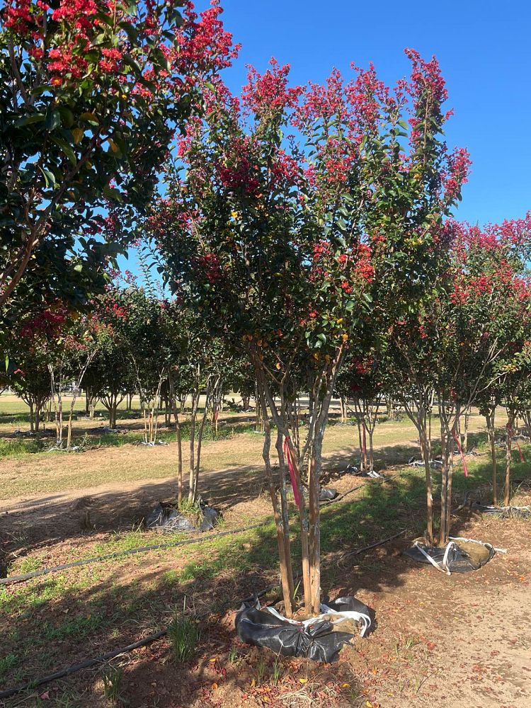 lagerstroemia-miss-frances-crape-myrtle-miss-frances-crapemyrtle