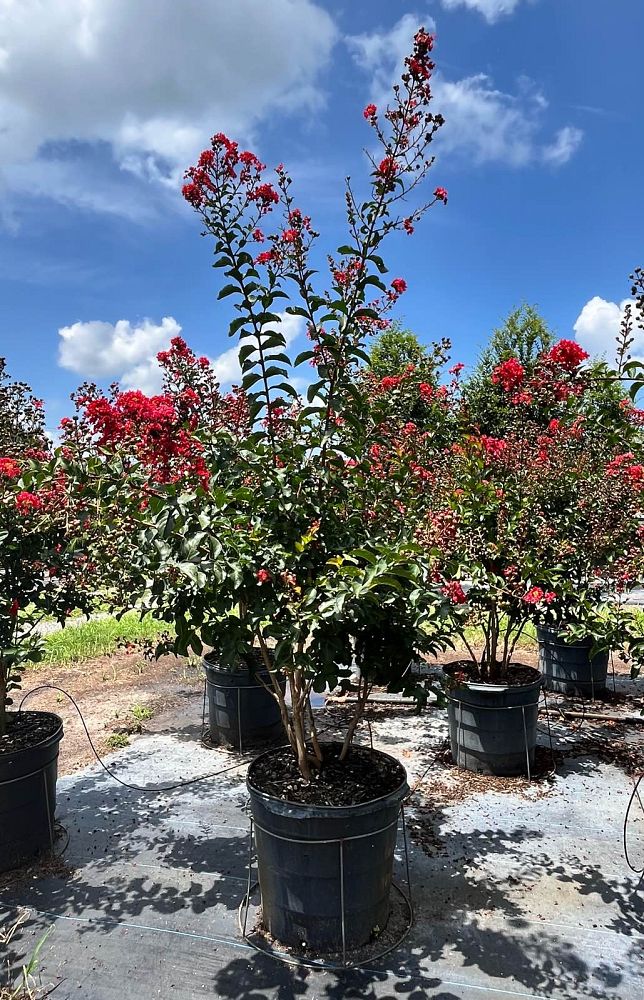 lagerstroemia-miss-frances-crape-myrtle-miss-frances-crapemyrtle