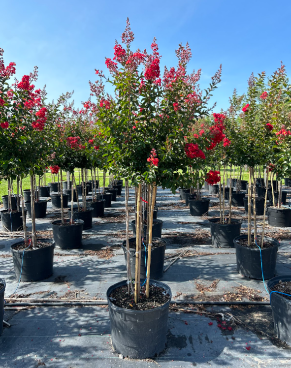 lagerstroemia-miss-frances-crape-myrtle-miss-frances-crapemyrtle