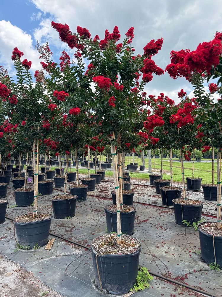 lagerstroemia-miss-frances-crape-myrtle-miss-frances-crapemyrtle